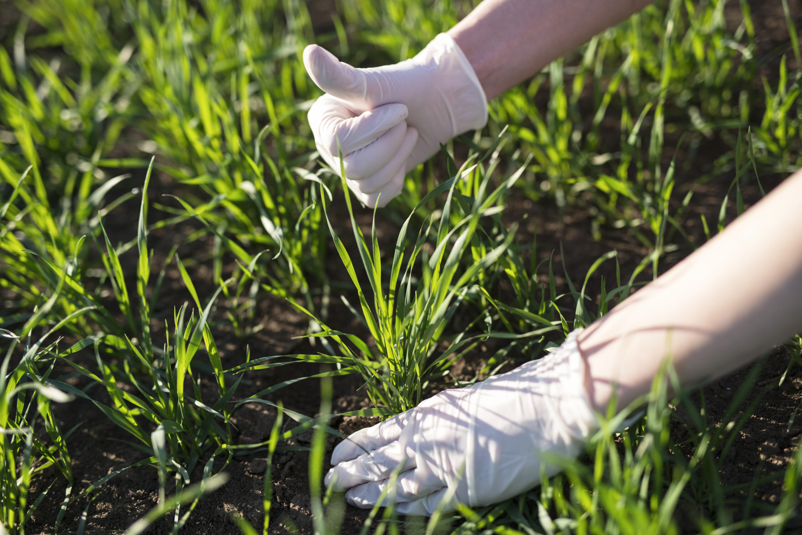 Farmer agronomist checking crops quality in the field.