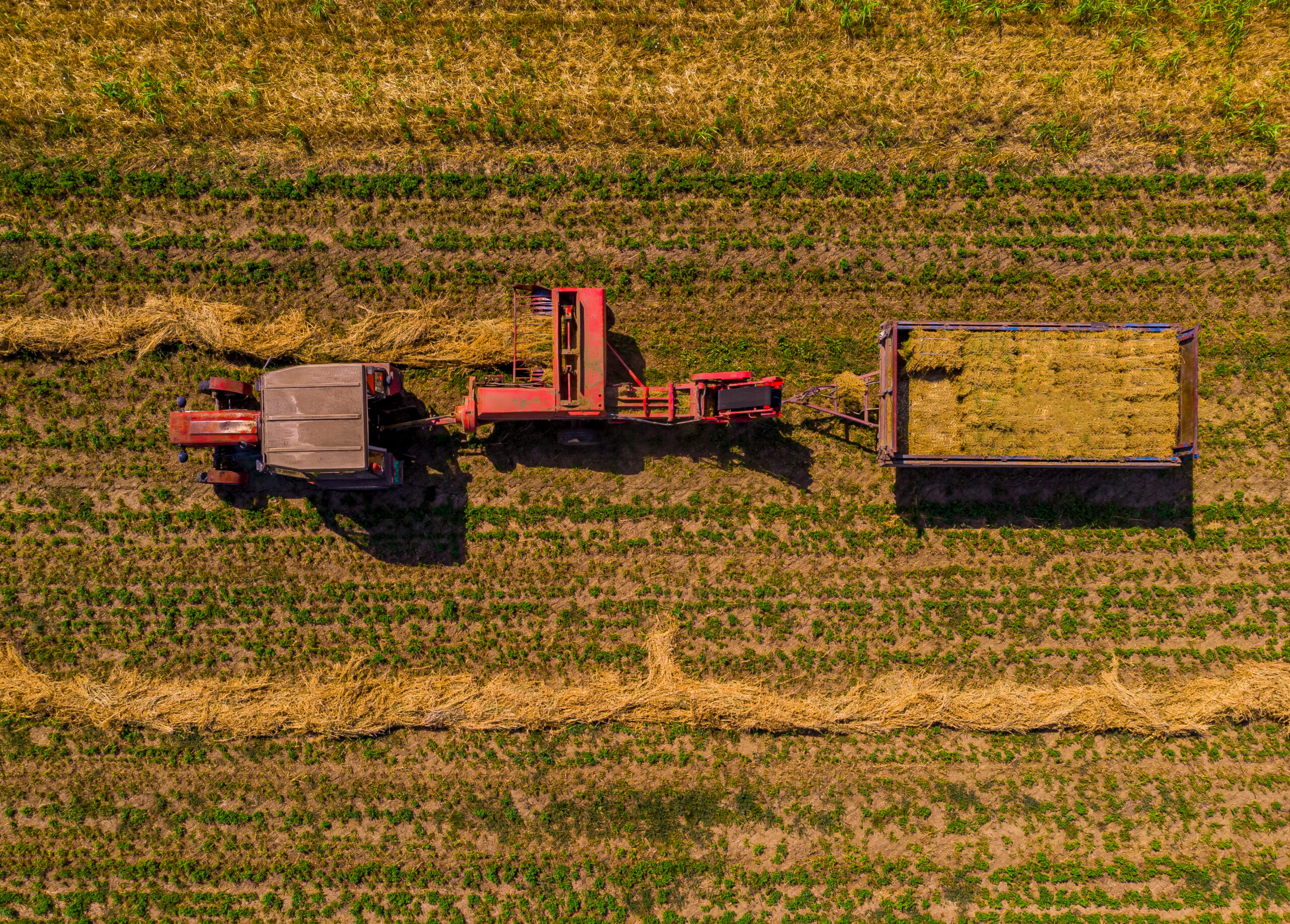 A top view of tractors doing the harvest in the field